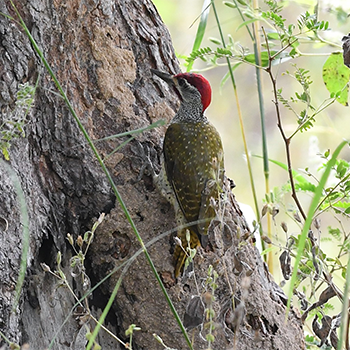 Fine-spotted Woodpecker