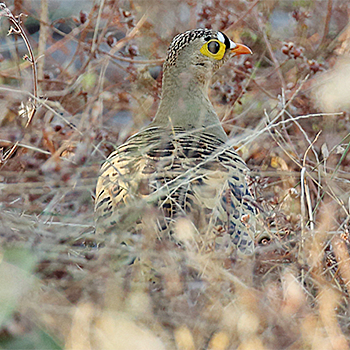 Four-banded Sandgrouse