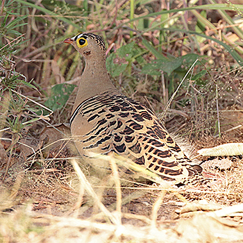 Four-banded Sandgrouse