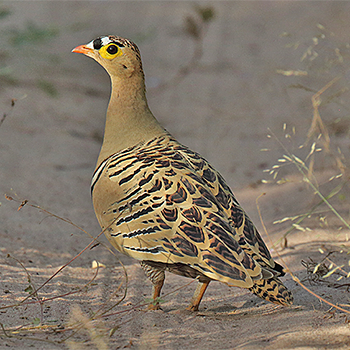 Four-banded Sandgrouse