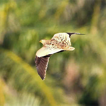 Four-banded Sandgrouse