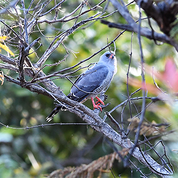 Gabar Goshawk