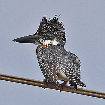 Giant Kingfisher