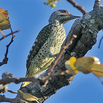 Golden-tailed Woodpecker