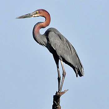 Goliath Heron