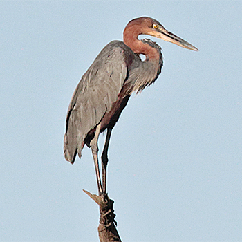 Goliath Heron