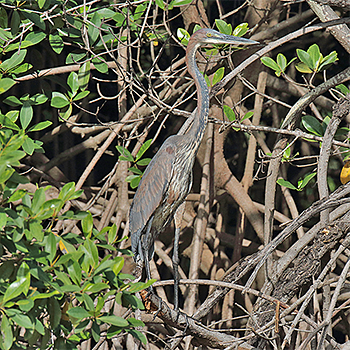 Goliath Heron