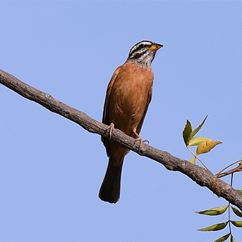 Gosling's Bunting