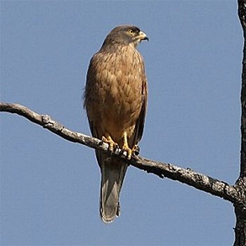 Grasshopper Buzzard