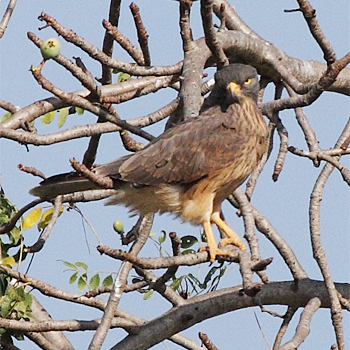 Grasshopper Buzzard