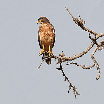 Grasshopper Buzzard