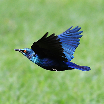 Greater Blue-eared Starling