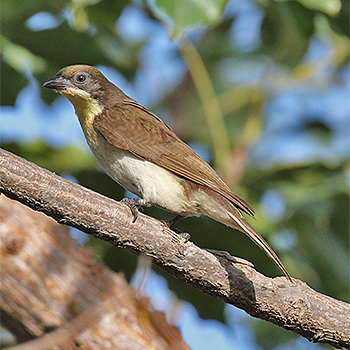 Greater Honeyguide