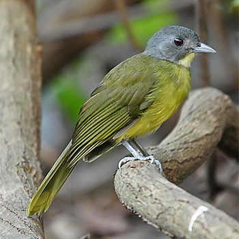 Grey-headed Bristlebill