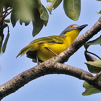 Grey-headed Bush-shrike