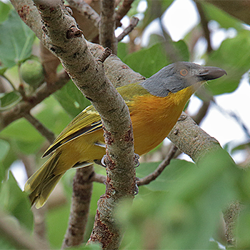 Grey-headed Bushshrike