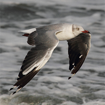 Grey-headed Gull