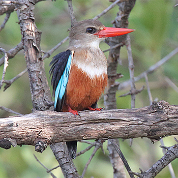 Grey-headed Kingfisher