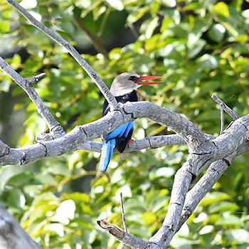 Grey-headed Kingfisher