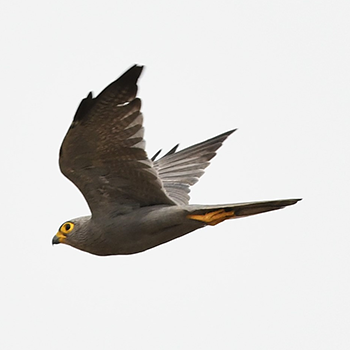 Grey Kestrel