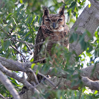 Greyish Eagle-owl