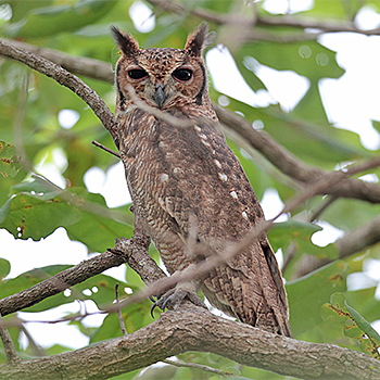 Greyish Eagle-owl