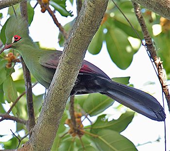 Guinea Turaco