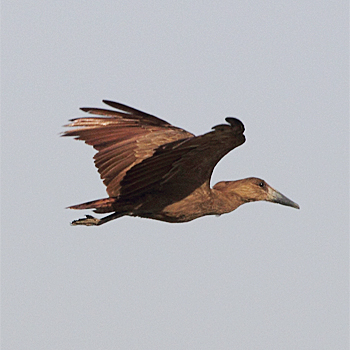Hamerkop
