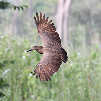 Hamerkop