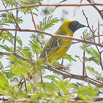 Heuglin's Masked-weaver