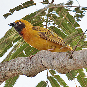 Heuglin's Masked-weaver