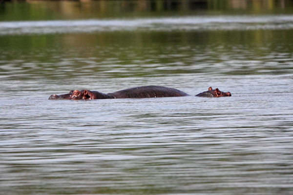 Hippopotamus
