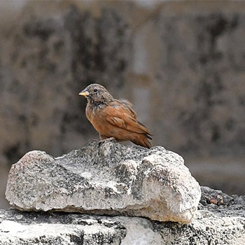House Bunting