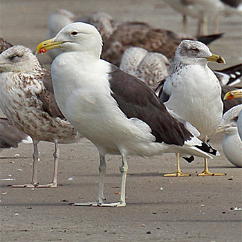 Kelp Gull