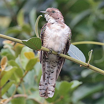 Klaas's Cuckoo