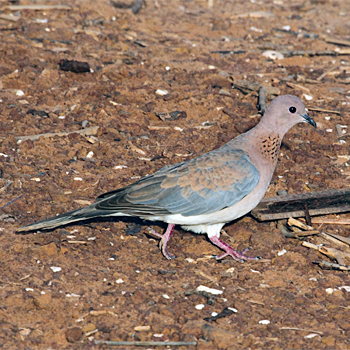 Laughing Dove