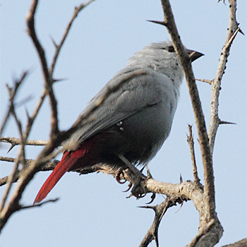 Lavender Waxbill