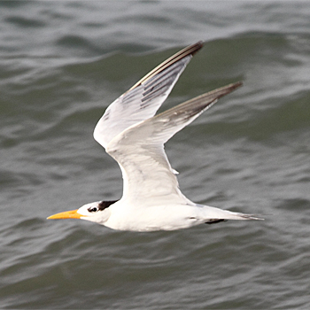 Lesser Crested Tern