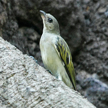Lesser Honeyguide