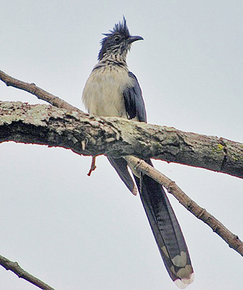 Levaillant's Cuckoo