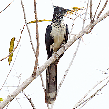 Levaillant's Cuckoo