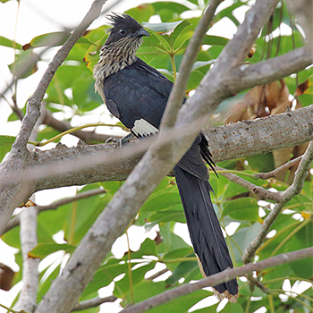 Levaillant's Cuckoo