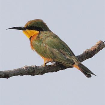 Little Bee-eater