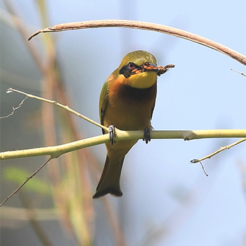 Little Bee-eater