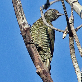 Little Green Woodpecker