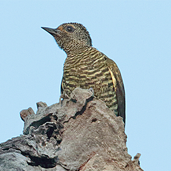 Little Green Woodpecker