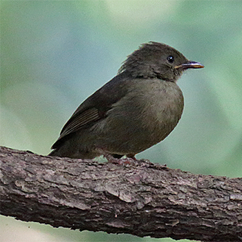 Little Greenbul