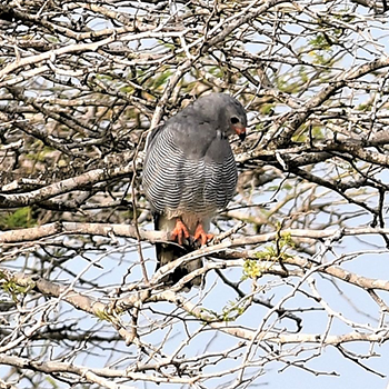Lizard Buzzard