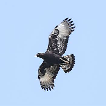 Long-crested Eagle