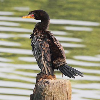 Long-tailed Cormorant